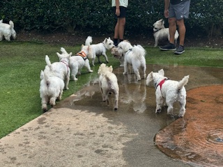Event October Dog Park Meetup