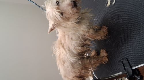 Rescue4