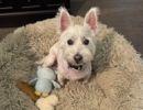 lucy rescue