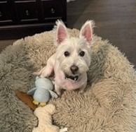 lucy rescue