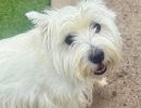 newtown park dog