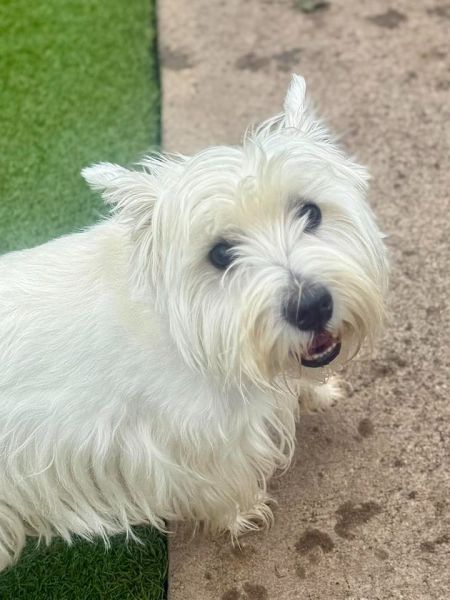 newtown park dog