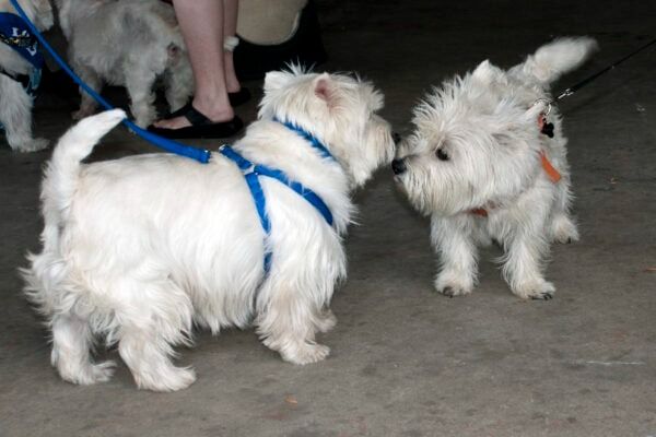 awrr 2014 6 scaledx400