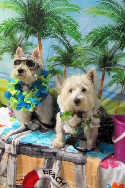 bow wow 42 scaledx900