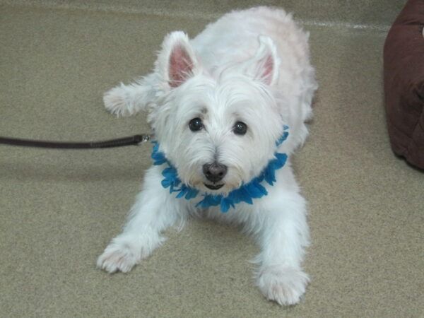 bow wow luau 2013 119 scaledx450