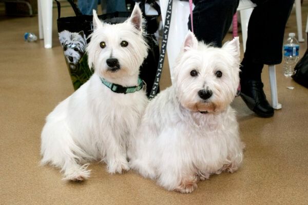 howl2015 3 scaledx400