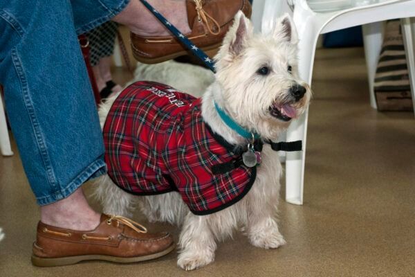 howl2015 5 scaledx400