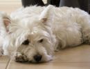 west highland white terrier zoe e1486078347532x279