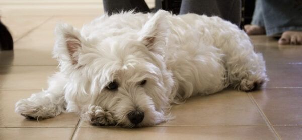 west highland white terrier zoe e1486078347532x279
