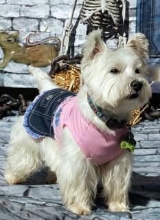 westie