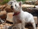 westie
