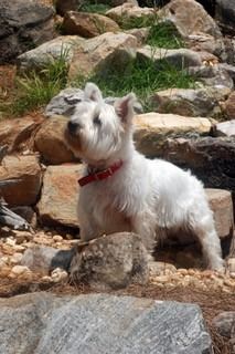 westie